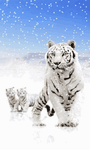 pic for Snow tiger 480x800